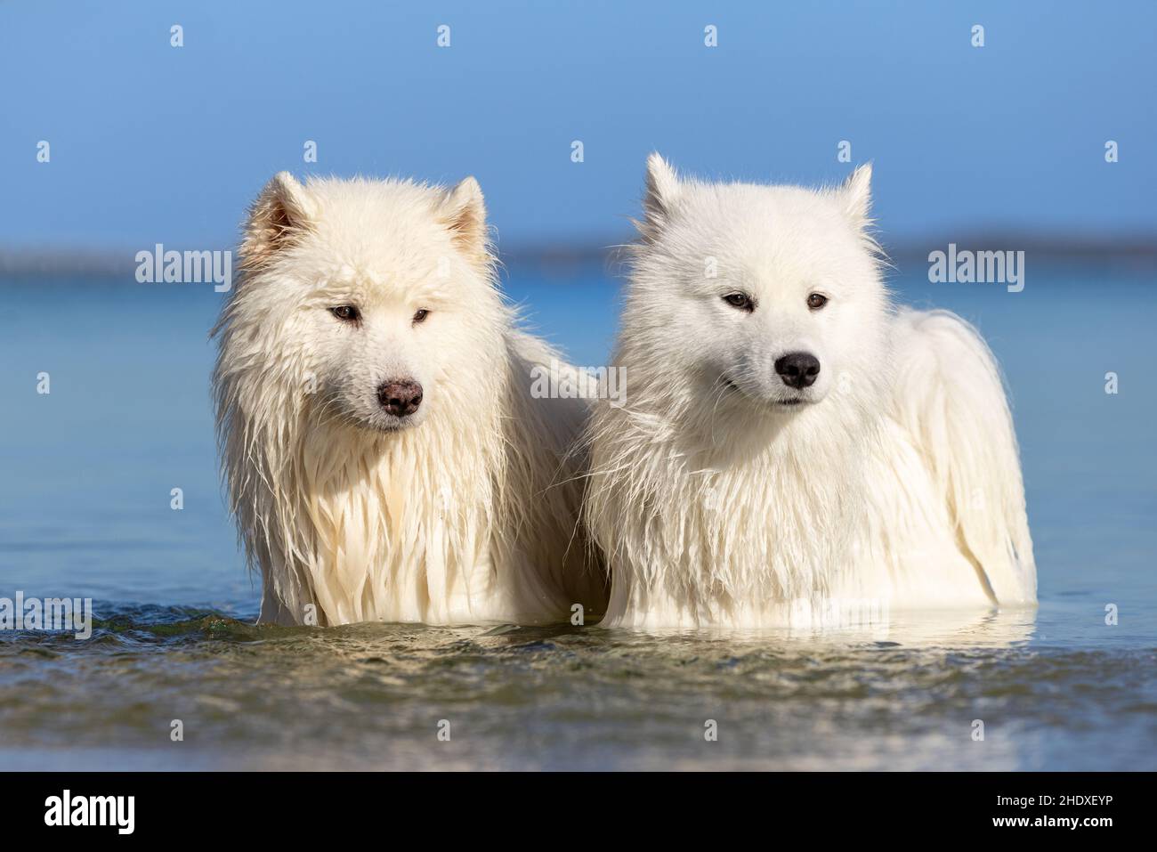 Magnifique chien blanc Samoyed debout dans l'eau bleue à la plage. Banque D'Images