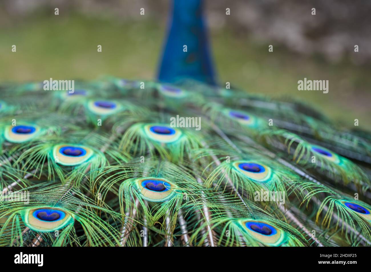 papillon de paon, plumes de paon, papillons de paon, plumes de paon Banque D'Images