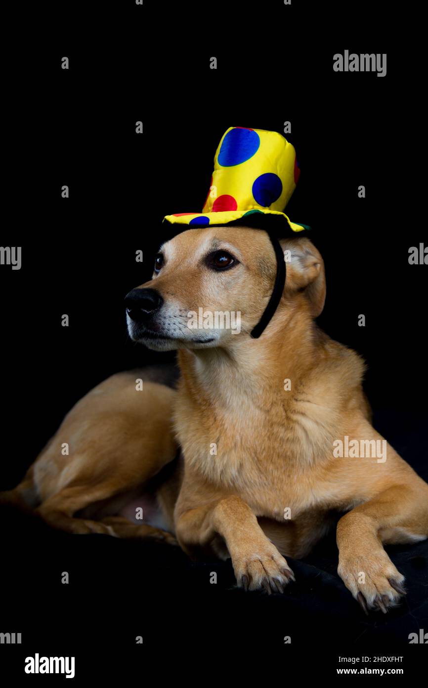 portrait d'un chien mongrel avec chapeau jaune et pois colorés sur fond noir Banque D'Images