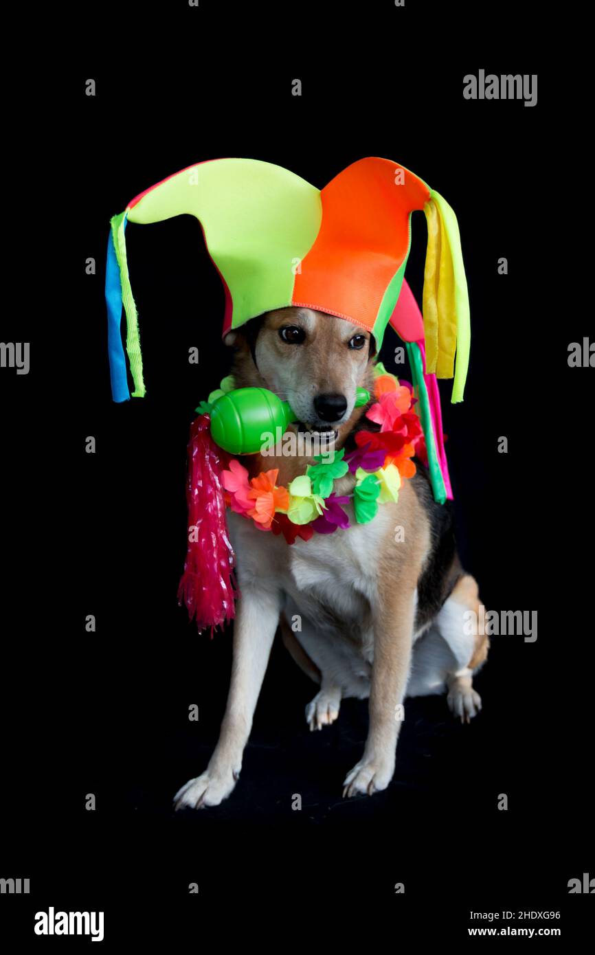 portrait d'un chien mongrel avec chapeau d'arlequin, maracas et collier de fleurs sur fond noir Banque D'Images