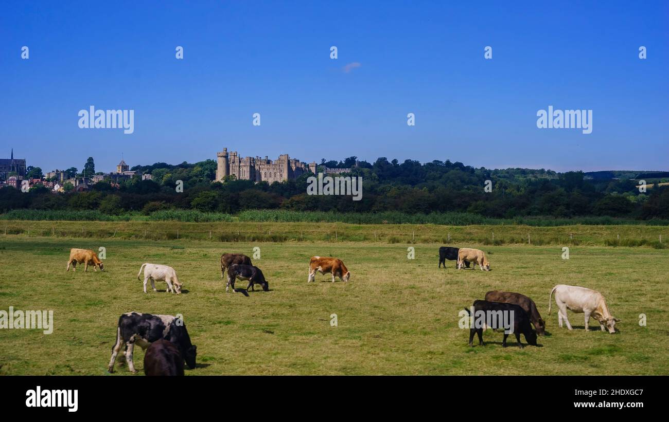 comté, château d'arundel, west sussex, comtés Banque D'Images