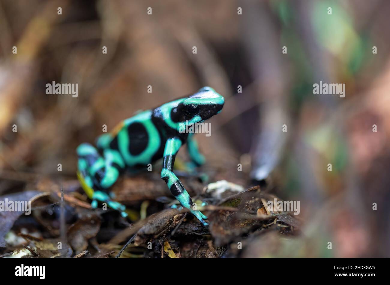 Grenouille verte et noire (Dendrobates auratus), la Fortuna Alajuela - Arenal, Costa Rica faune . Banque D'Images