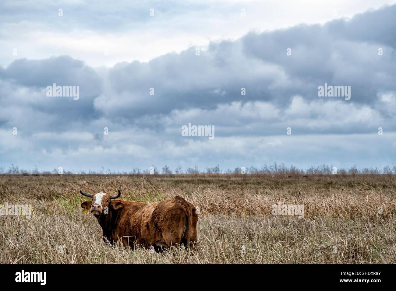 Diriger le pâturage dans les Prairies du Texas 1 Banque D'Images
