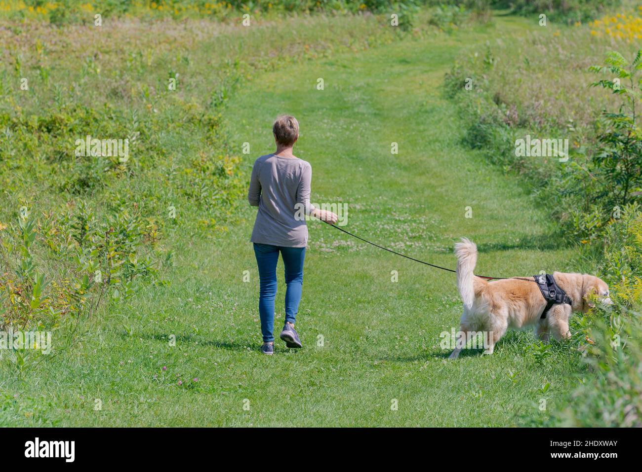 Une femme d'âge moyen marchant sur son chien pendant un après-midi ensoleillé d'été dans une zone de confiance terrestre dans le comté de Door, Wisconsin Banque D'Images