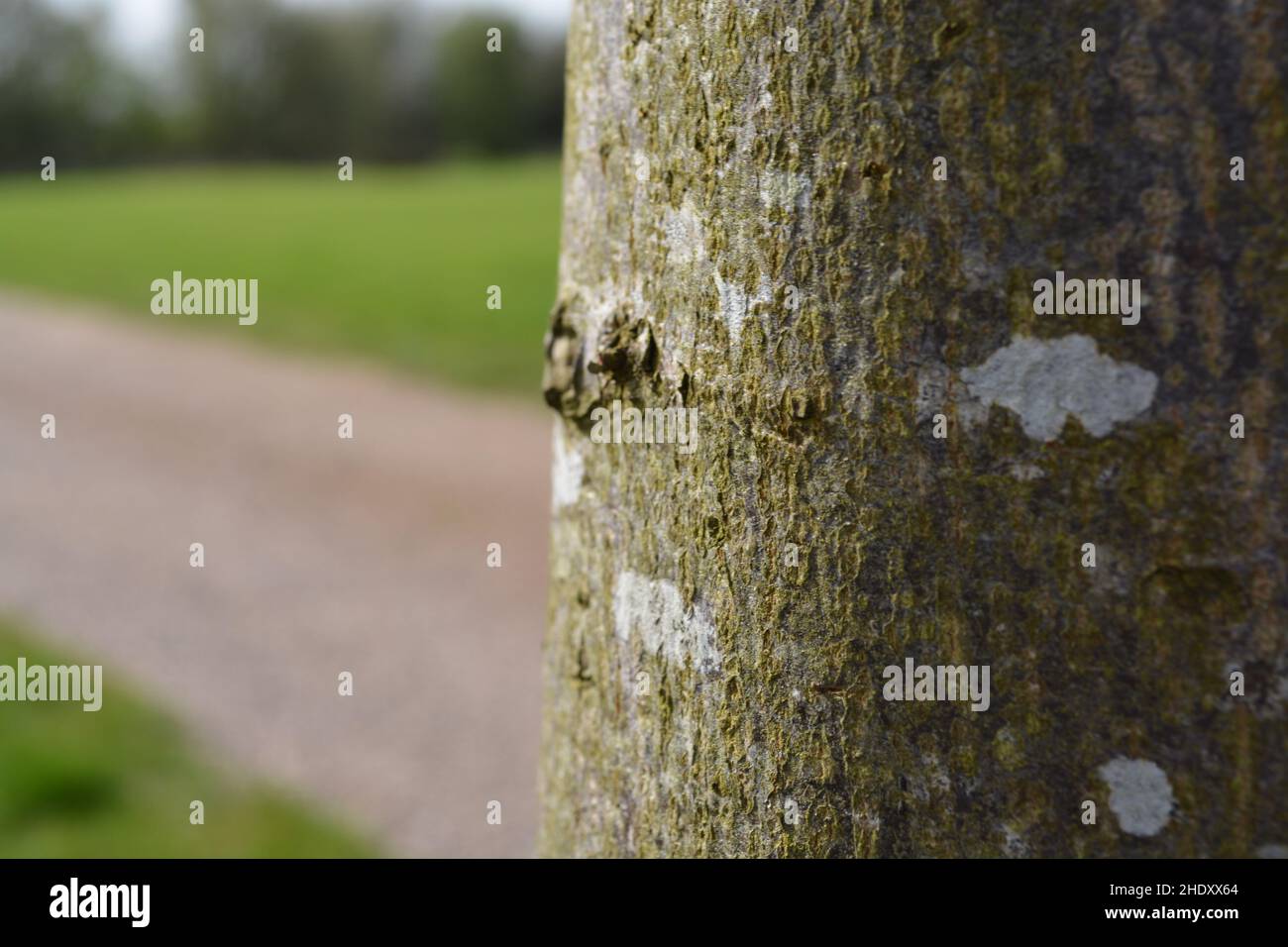 Tronc d'arbre intéressant le jour de l'été. Banque D'Images