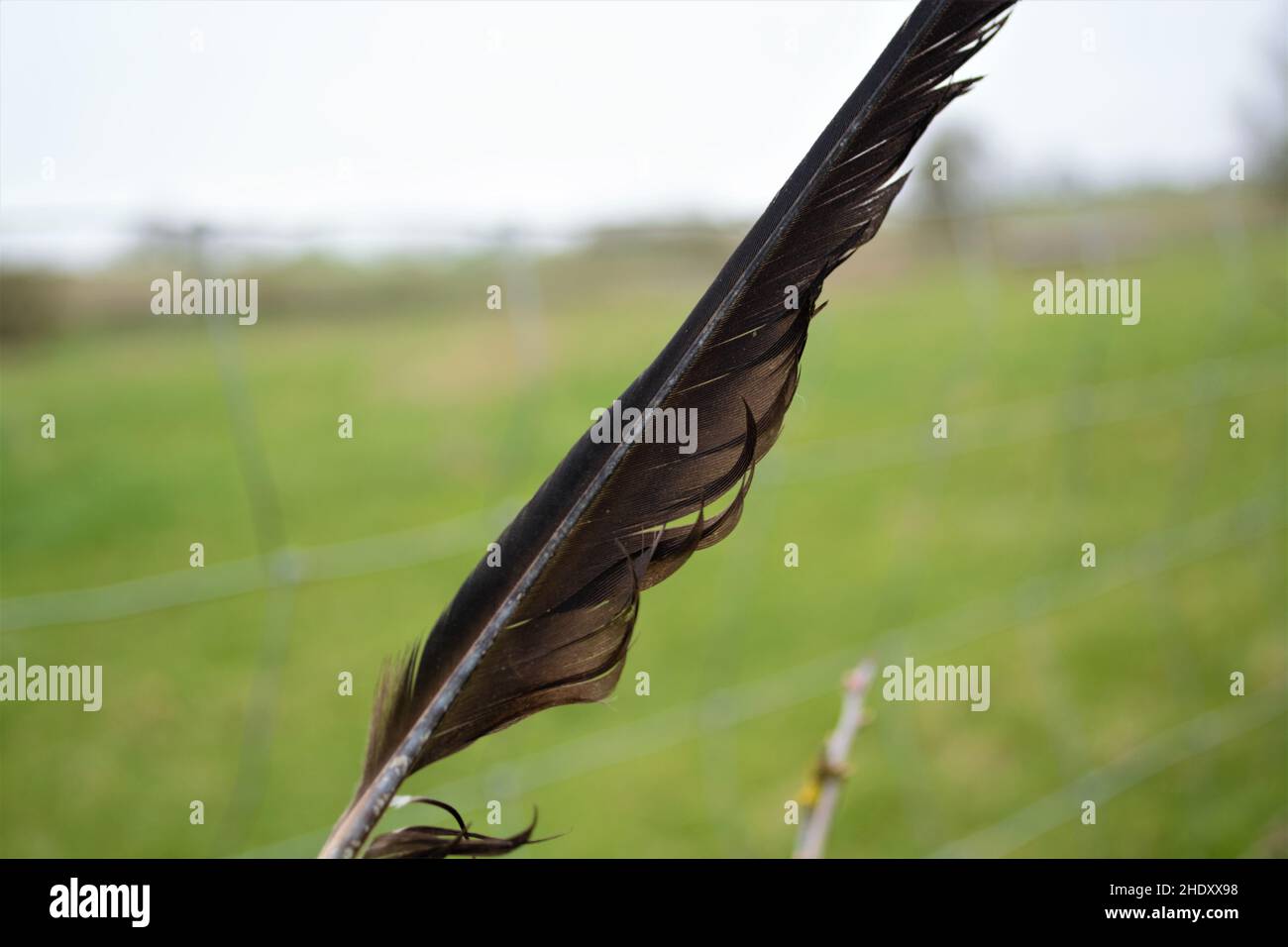 Plume d'oiseau noir soufflant dans le vent. Banque D'Images