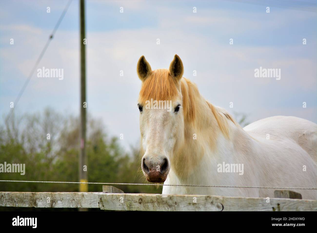 Magnifique étalon blanc posé pour l'appareil photo. Banque D'Images