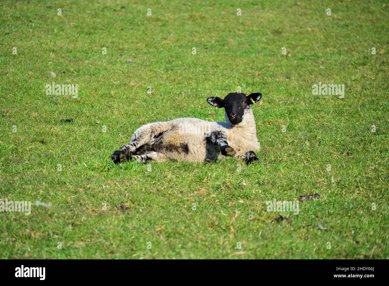 Mignon agneau jouant dans l'herbe verte douce. Banque D'Images