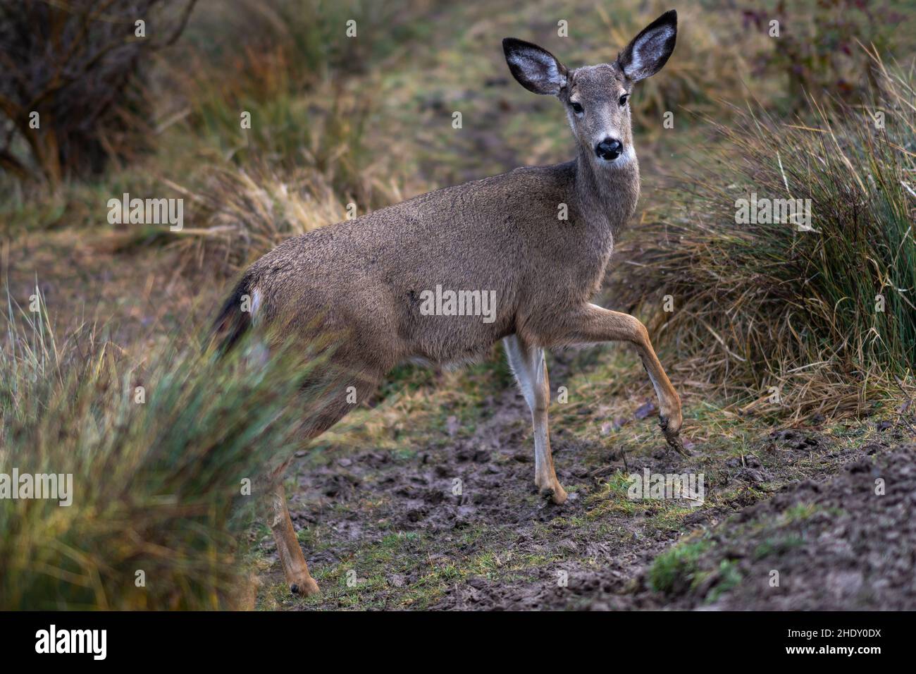Cerf de Virginie dans la nature.Oregon, Ashland, Cascade Siskiyou National Monument, hiver Banque D'Images