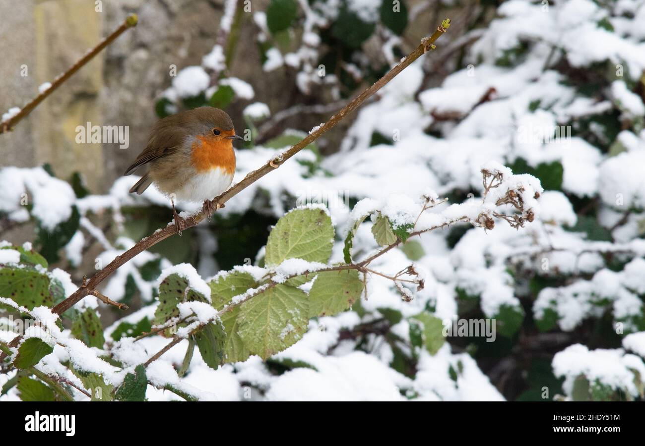 Un robin dans la neige, Arnside, Milnthorpe, Cumbria, Royaume-Uni Banque D'Images