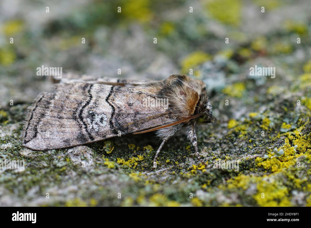 Gros plan sur une figure de quatre-vingts papillons, Tethea occullaris , assis sur un morceau de bois dans le jardin Banque D'Images