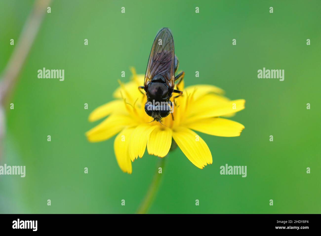 Gros plan frontal sur un petit planque rural foncé , Cheilosia pagana sur une fleur jaune sur un fond vert flou Banque D'Images