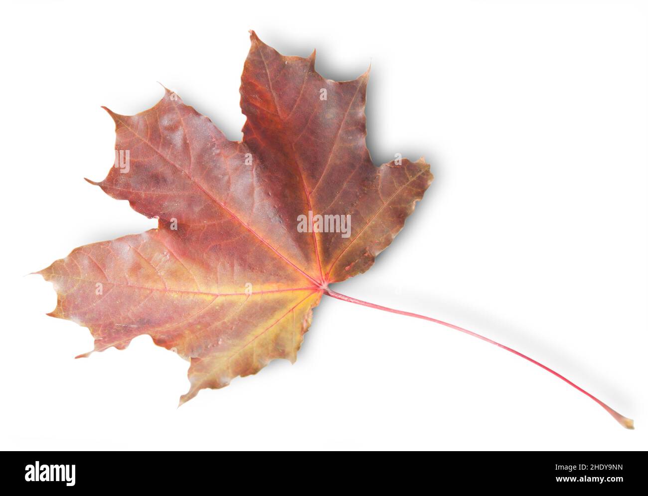 feuille, feuille d'érable, érable, feuilles, feuilles d'érable,érables Banque D'Images