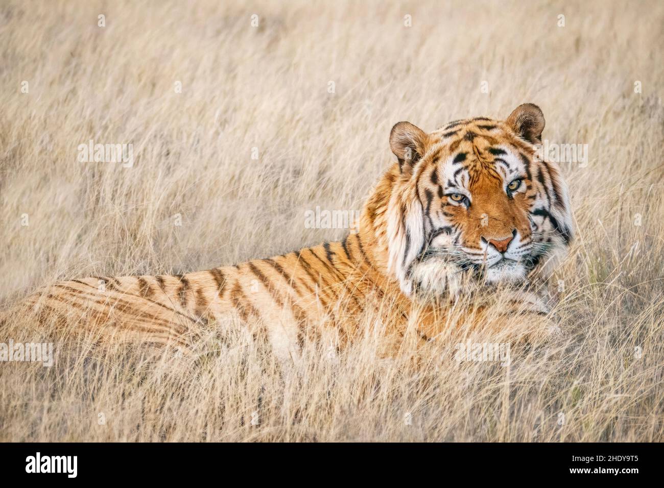Portrait d'un beau tigre du Bengale mâle regardant l'appareil photo, alors qu'il est partiellement caché dans l'herbe longue et pâle. Banque D'Images