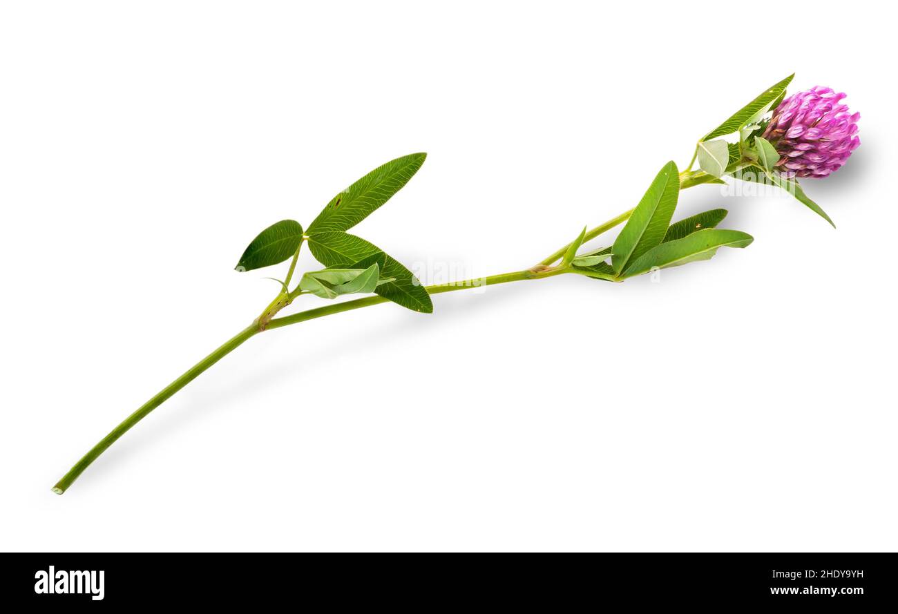 trèfle, trèfle Banque D'Images