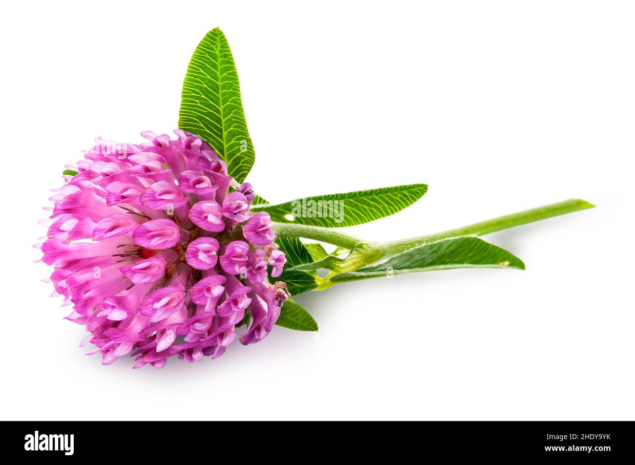 trèfle, trèfle Banque D'Images