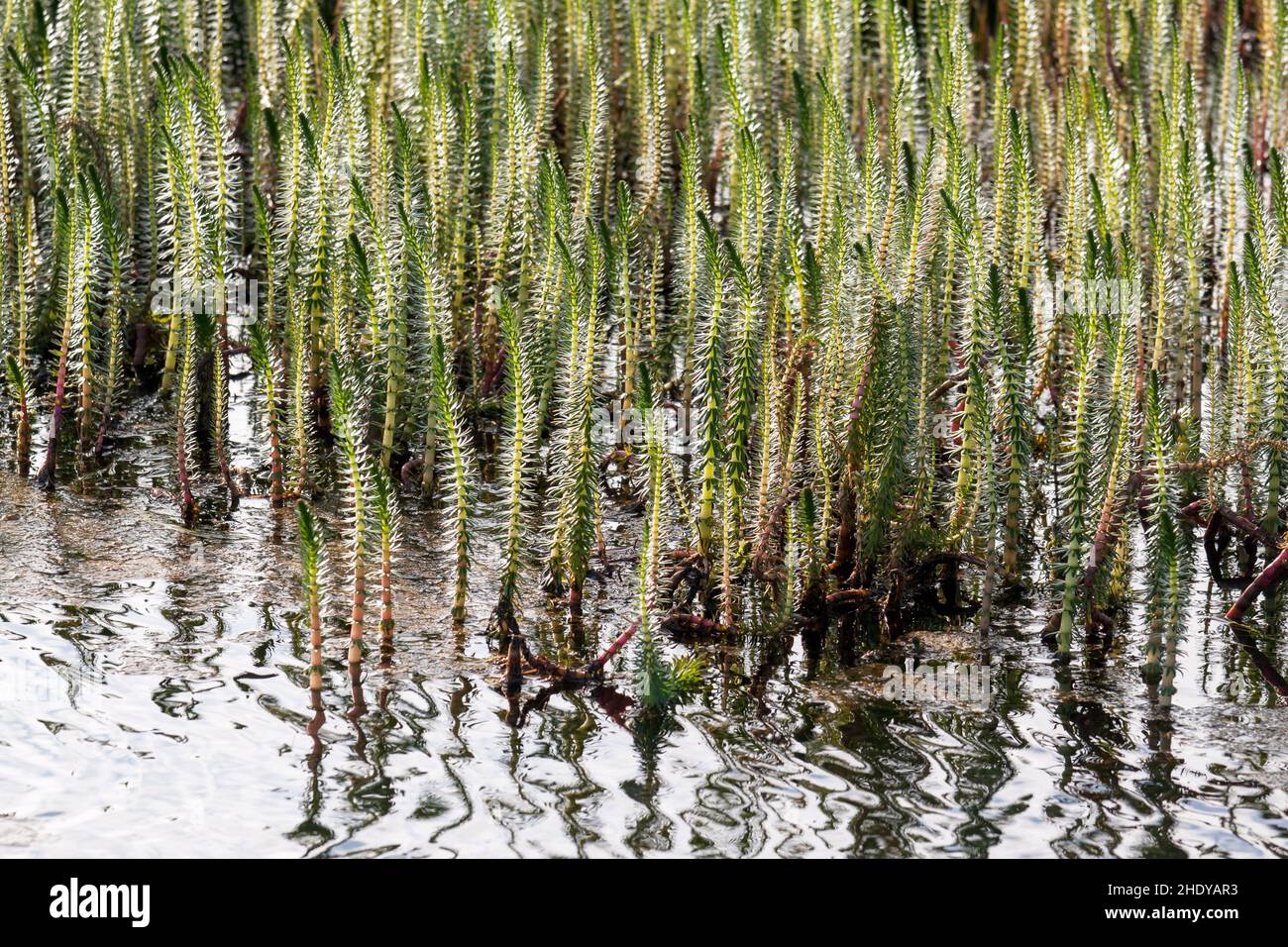 Queue de Mare dans une zone humide en Islande Banque D'Images