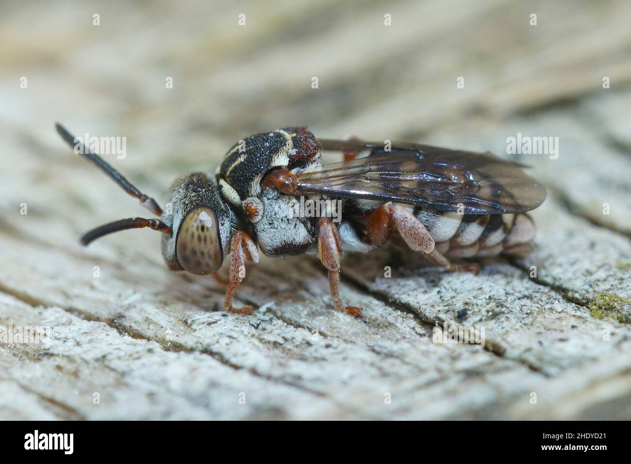Gros plan détaillé d'une abeille parasite colorée, Epeolus variegatus sur bois mort en France du Sud Banque D'Images