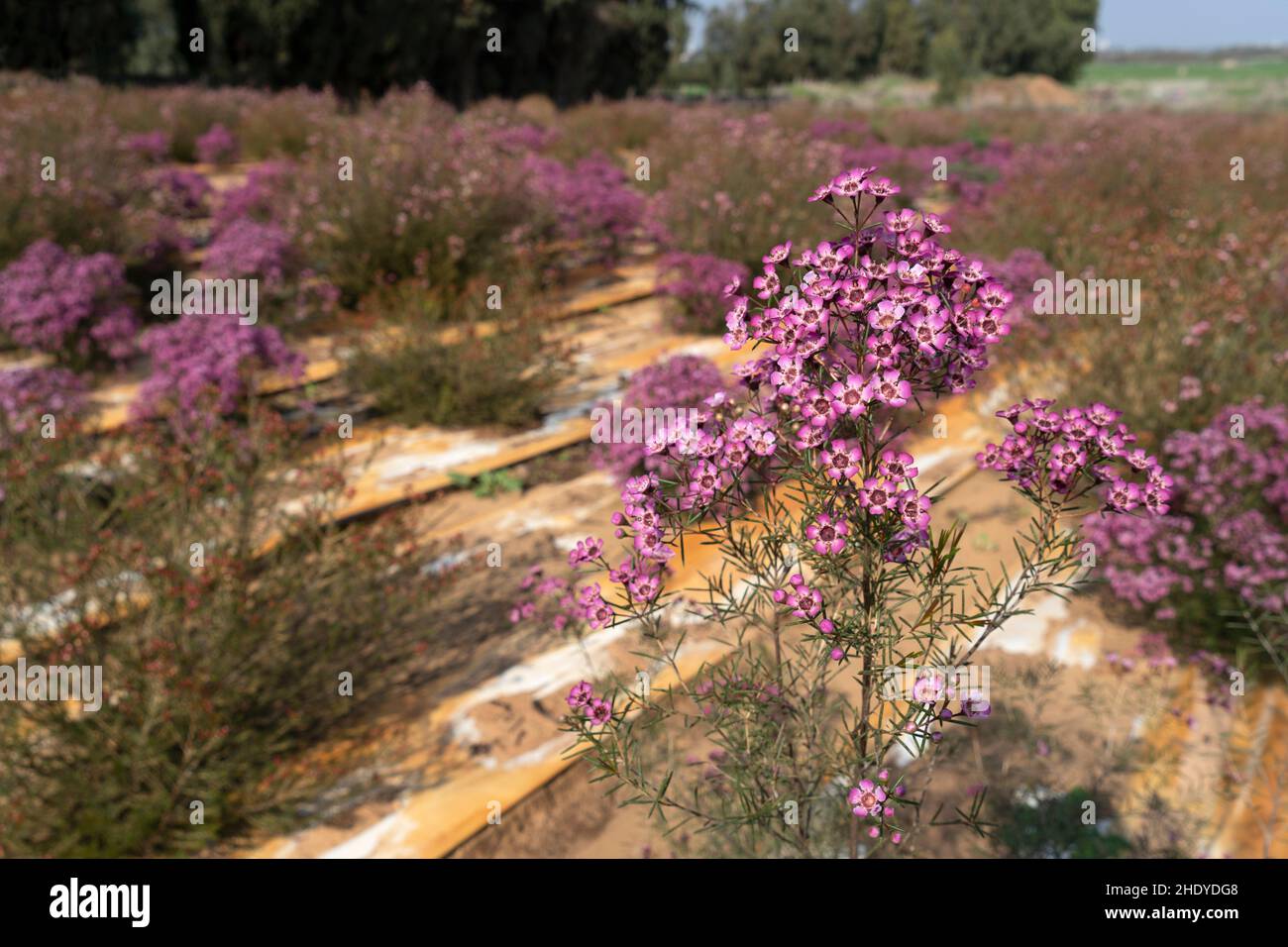 Fleurs de cire en parterres de fleurs Banque D'Images