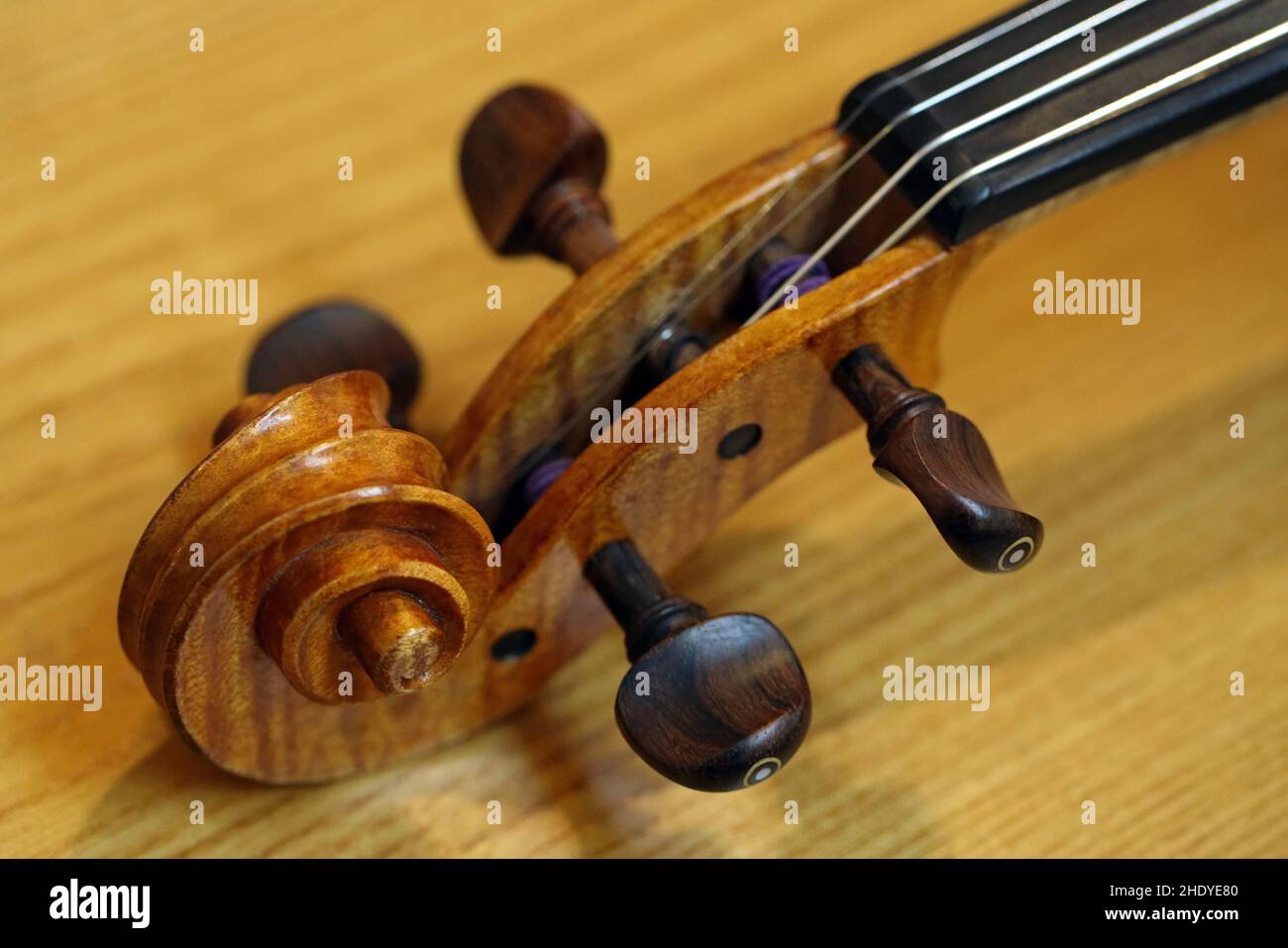 escargot de violon, escargots de violon Banque D'Images