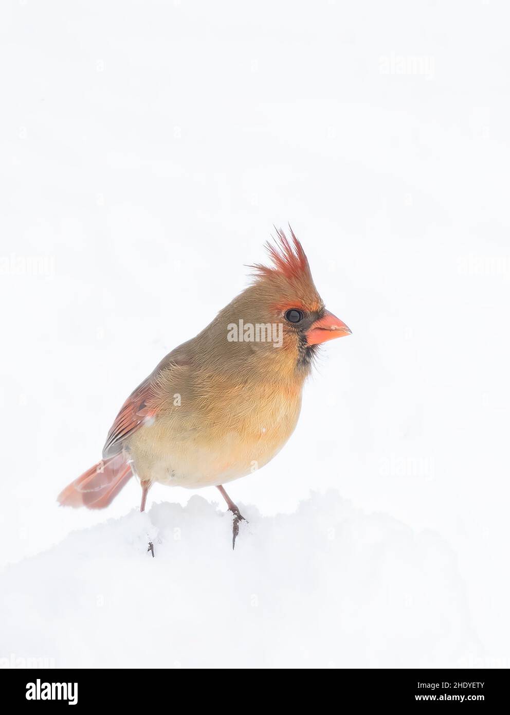 Cardinal du Nord femelle - cardinalis cardinalis dans la neige d'hiver par une journée d'hiver froide au Canada Banque D'Images