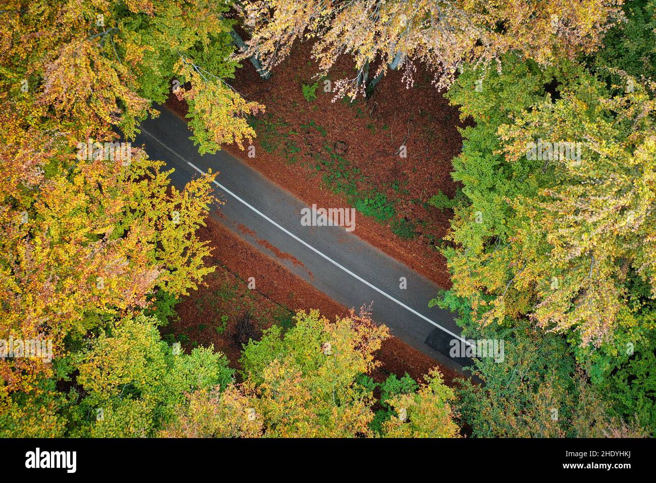 vue aérienne, arbres, rue, photographies aériennes, vues aériennes,arbre, route, routes, rues Banque D'Images