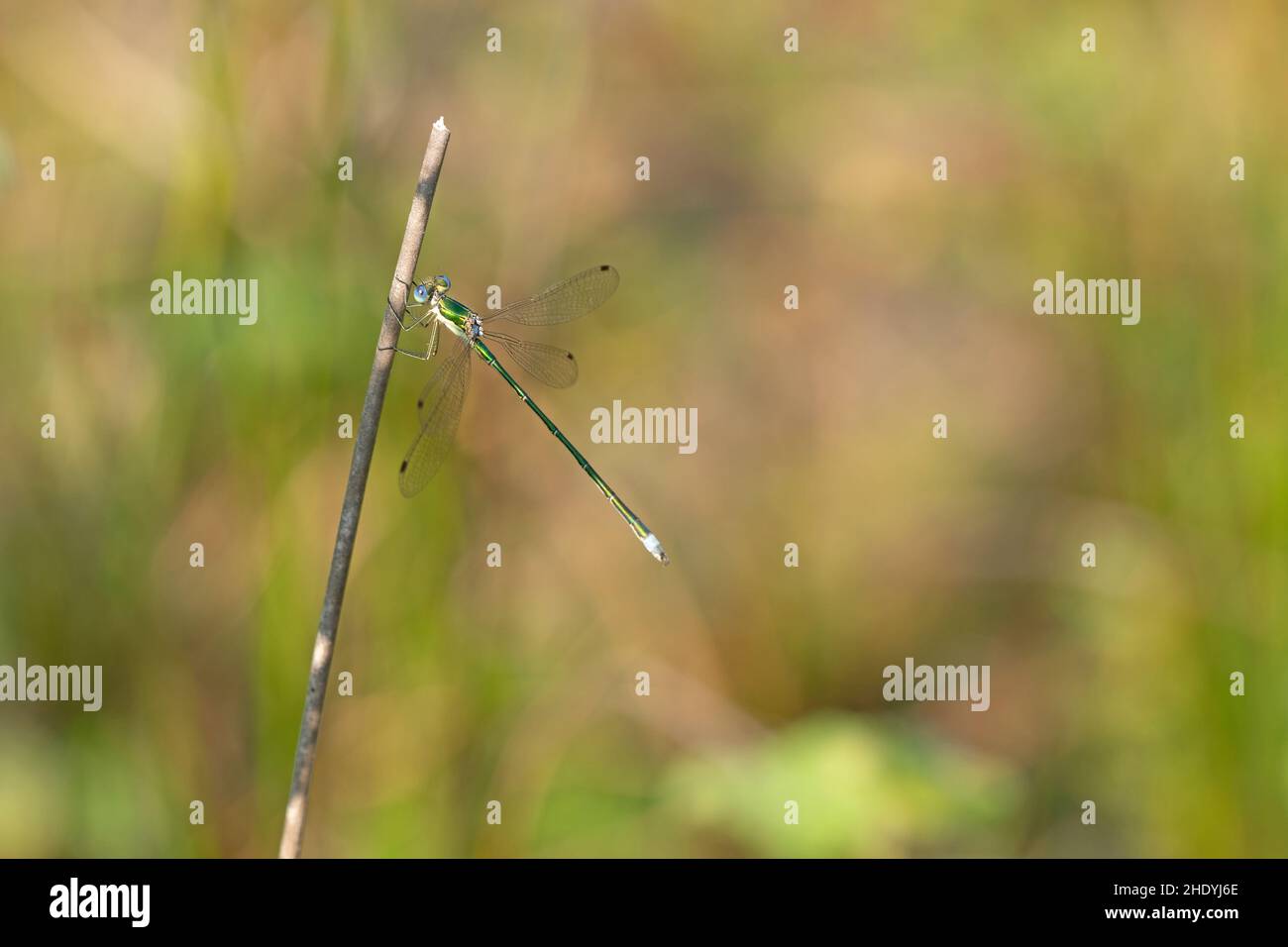 Lestes viren Banque D'Images