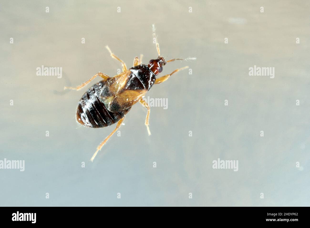 Les punaises pirates ou les punaises de fleurs (Anthocoridae) sont une famille de punaises.Les Anthocides sont prédateurs et se nourrissent de nombreux insectes nuisibles des cultures. Banque D'Images