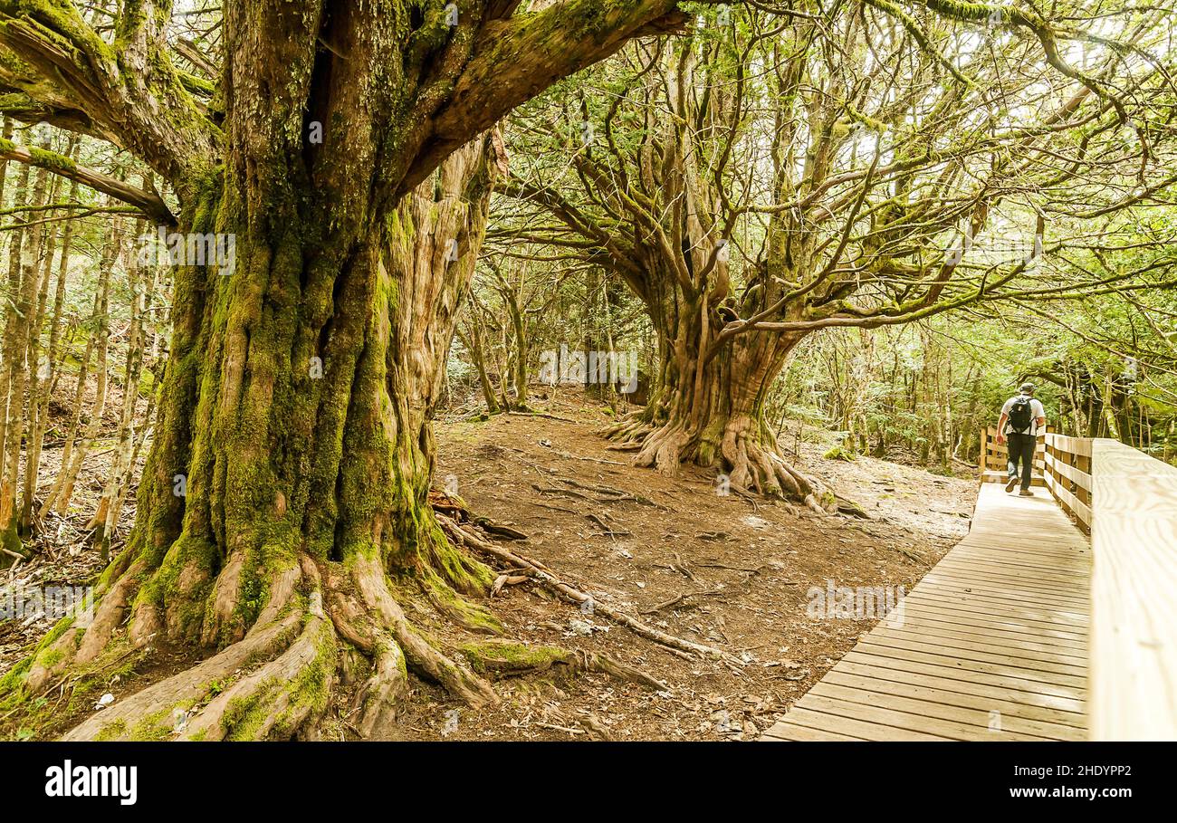 La forêt d'El Tejedelo à Zamora, en Espagne avec des arbres à ragoût géants au printemps où il y a une passerelle en bois avec une promenade à pied. Banque D'Images