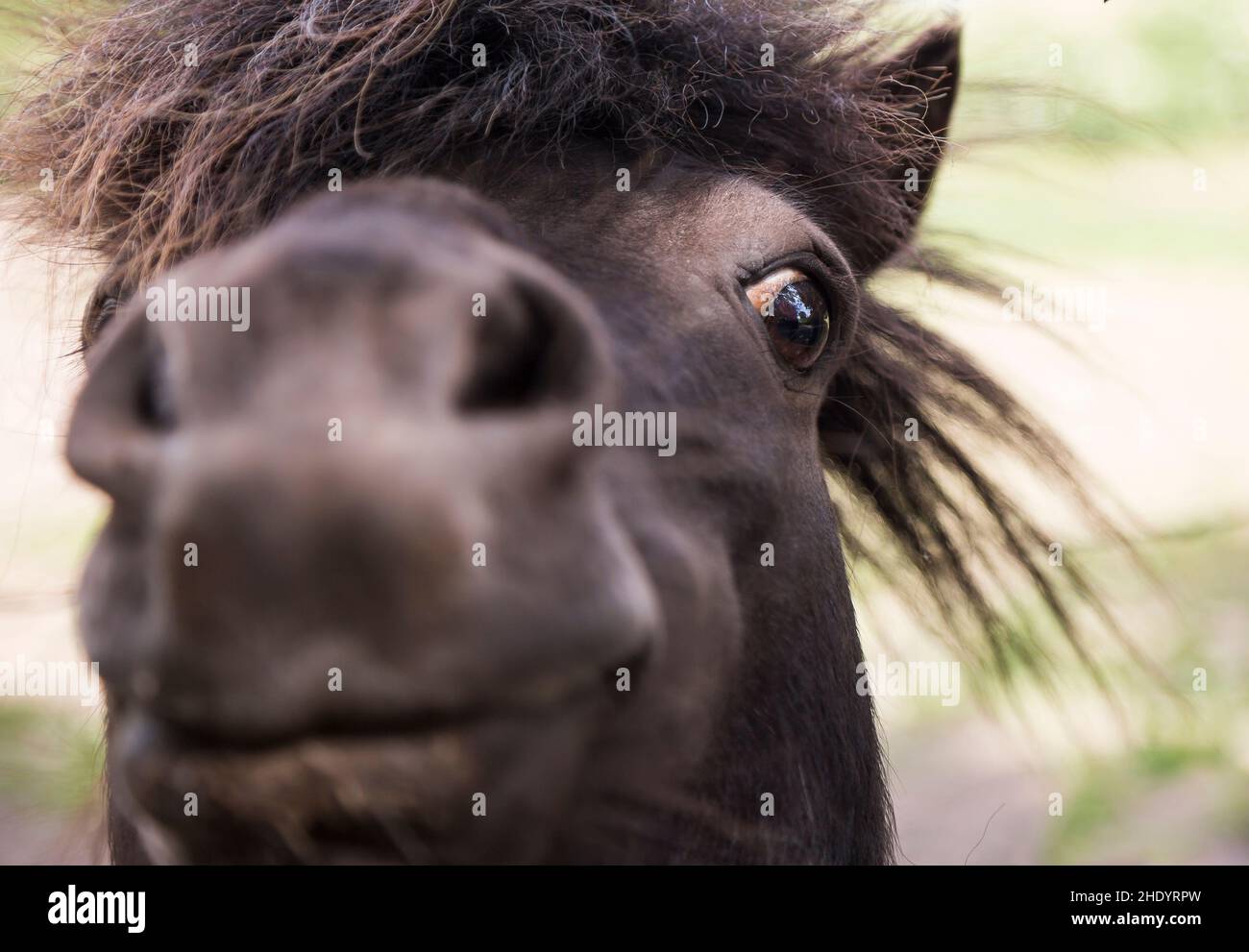 Vue de face très proche d'un visage de poney Shetland pris à l'extérieur au Royaume-Uni. Banque D'Images