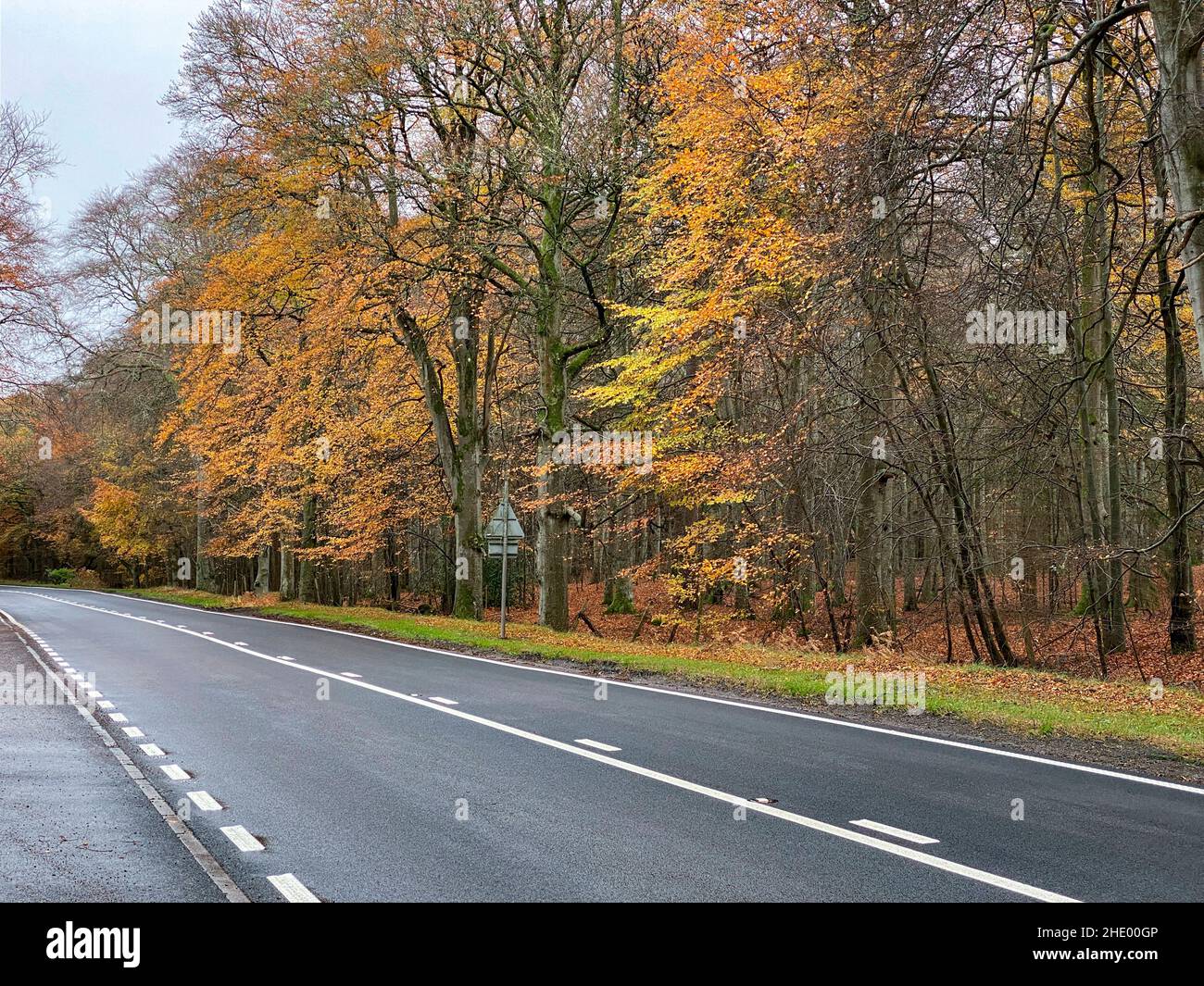 La route à travers le Golden Wood à l'automne près d'Elgin à Moray, en Écosse. Banque D'Images