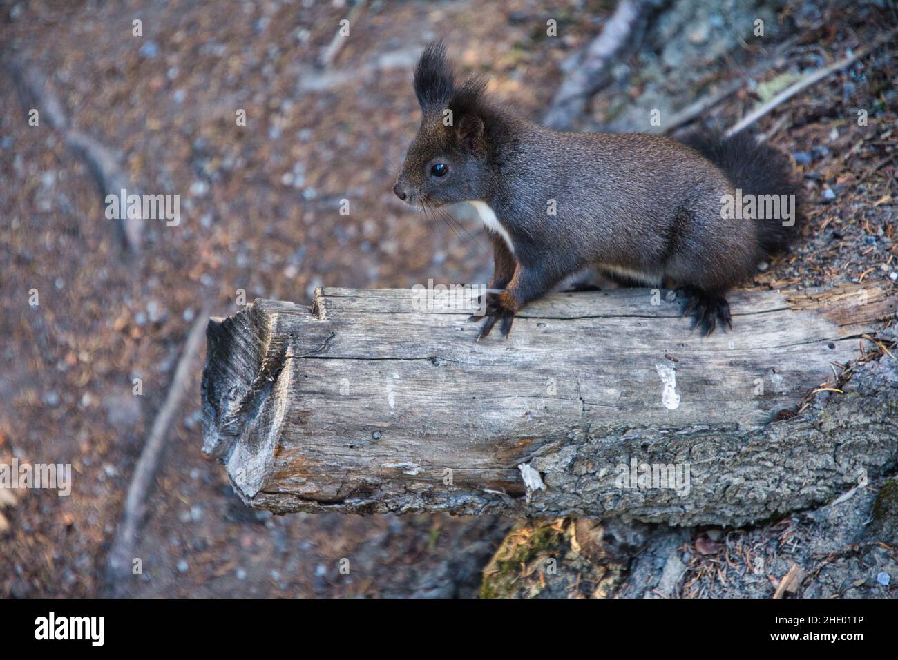 Gros plan vue de côté d'Un écureuil à l'arachide, Portrait de la consommation d'écureuil eurasien, Scirius carolinensis Banque D'Images