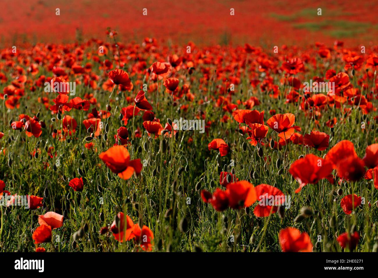 Coquelicots sauvages Banque D'Images