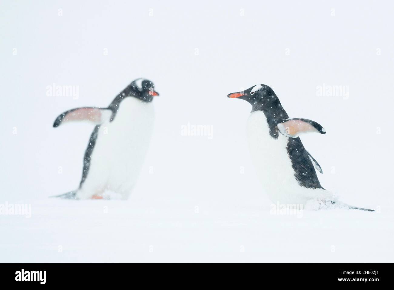 Les pingouins de Gentoo traversent une tempête de neige en Antarctique. Banque D'Images