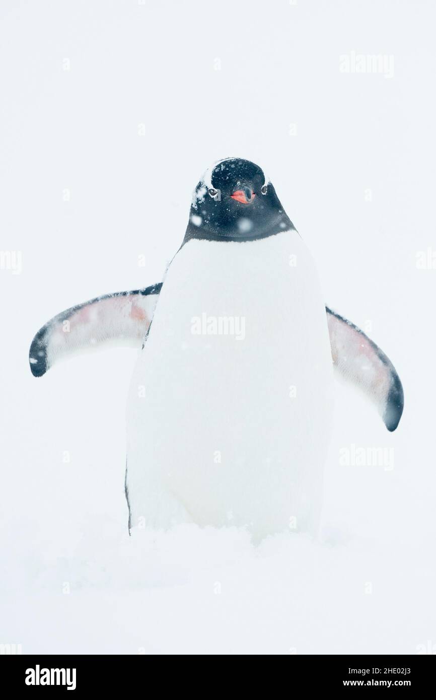 Le pingouin de Gentoo traverse une tempête de neige en Antarctique. Banque D'Images