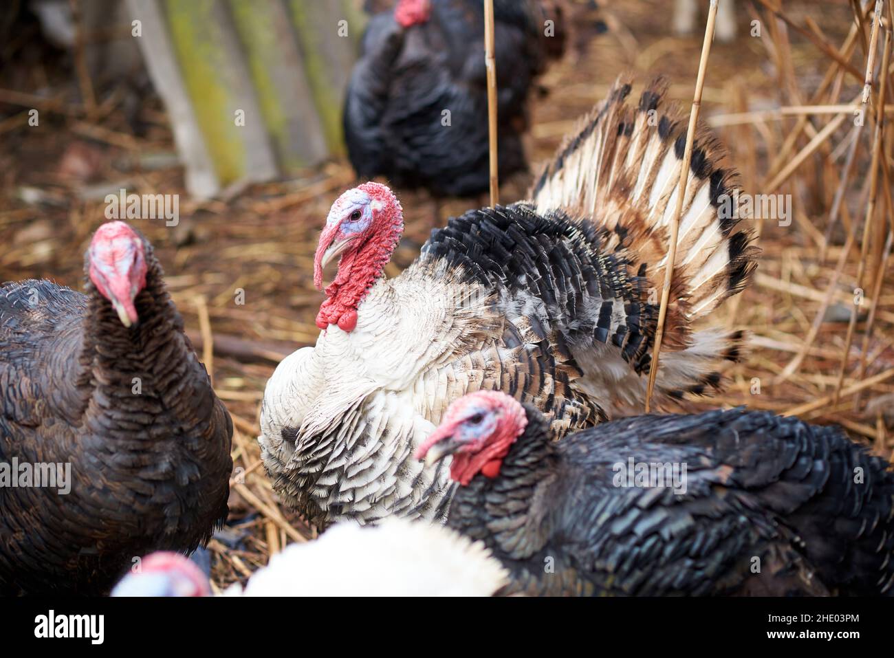 Un troupeau de dindes, l'un d'eux a étendu sa queue Banque D'Images