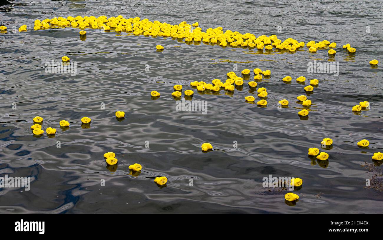 Flottille de canards en plastique jaune dans la course de canards Banque D'Images