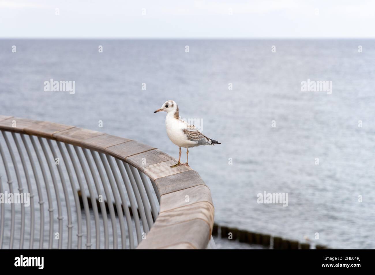 Un mouette blanche se trouve sur la rampe de la nouvelle jetée de Koserow, sur l'île d'Usedom. Banque D'Images