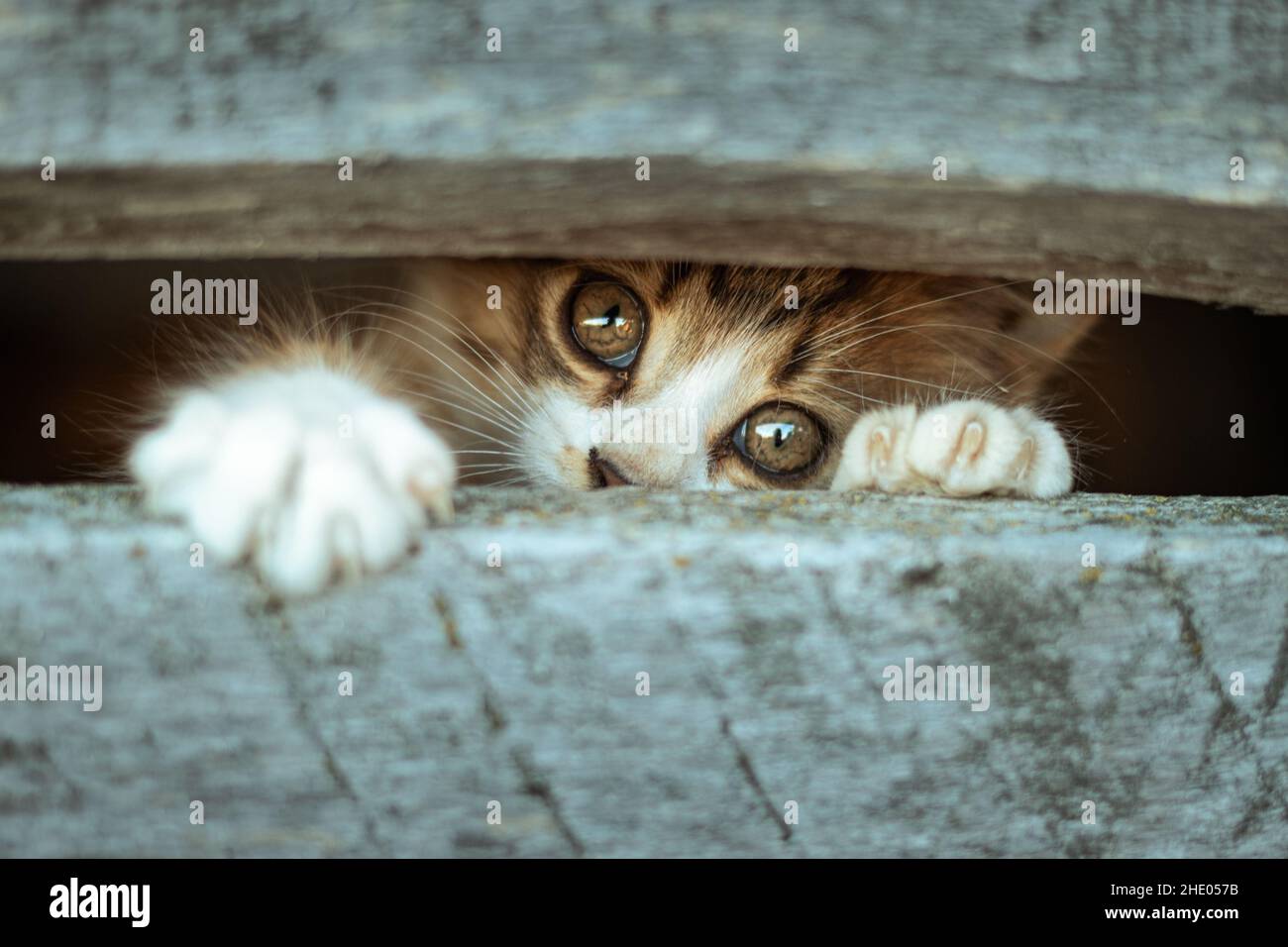 Un joli chaton qui se moque d'un petit espace Banque D'Images