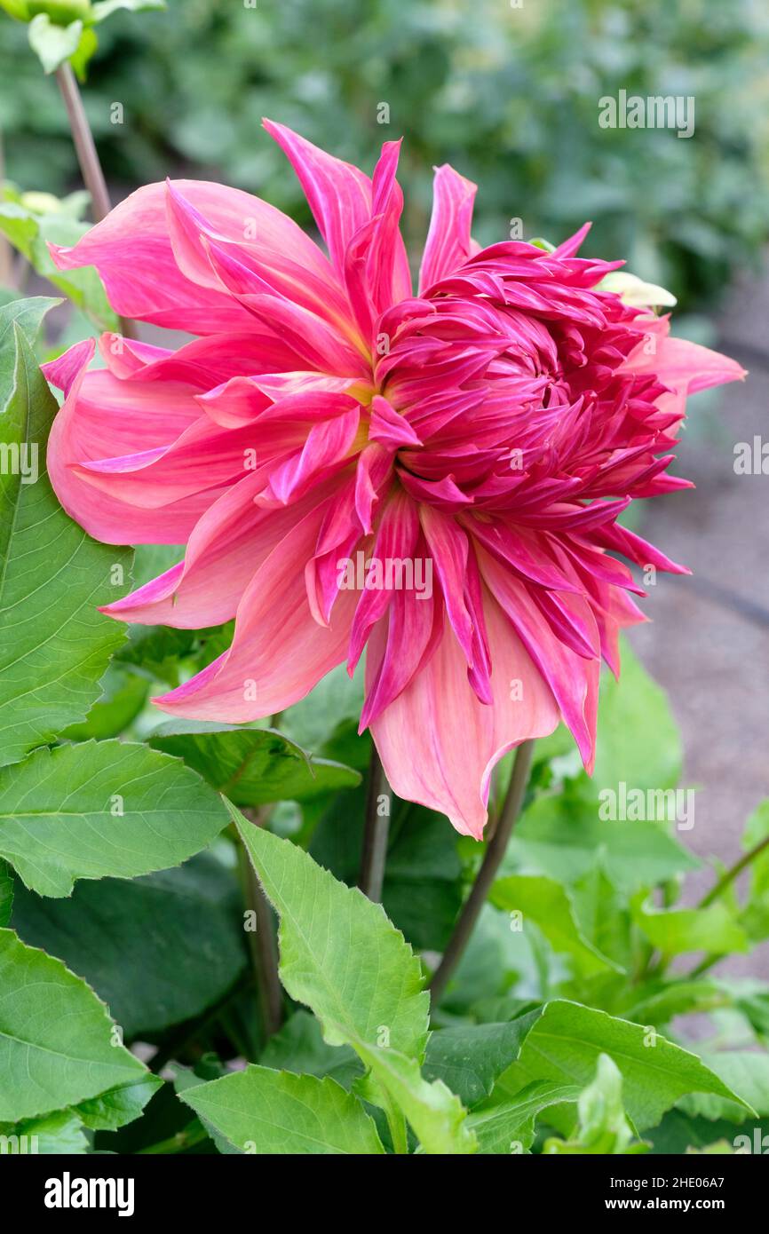 Dahlia 'Penhill Dark Monarch'.Assiette à dîner dahlia.Gros plan d'une seule fleur Banque D'Images