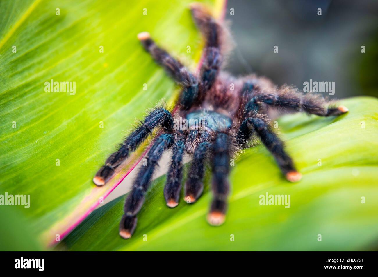 Une adorable araignée tarantula à embout rose se rapproche de la feuille dans la jungle Banque D'Images