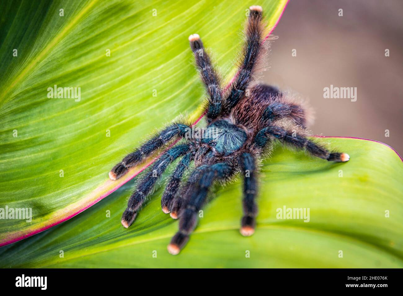 Une adorable araignée tarantula à embout rose se rapproche de la feuille dans la jungle Banque D'Images