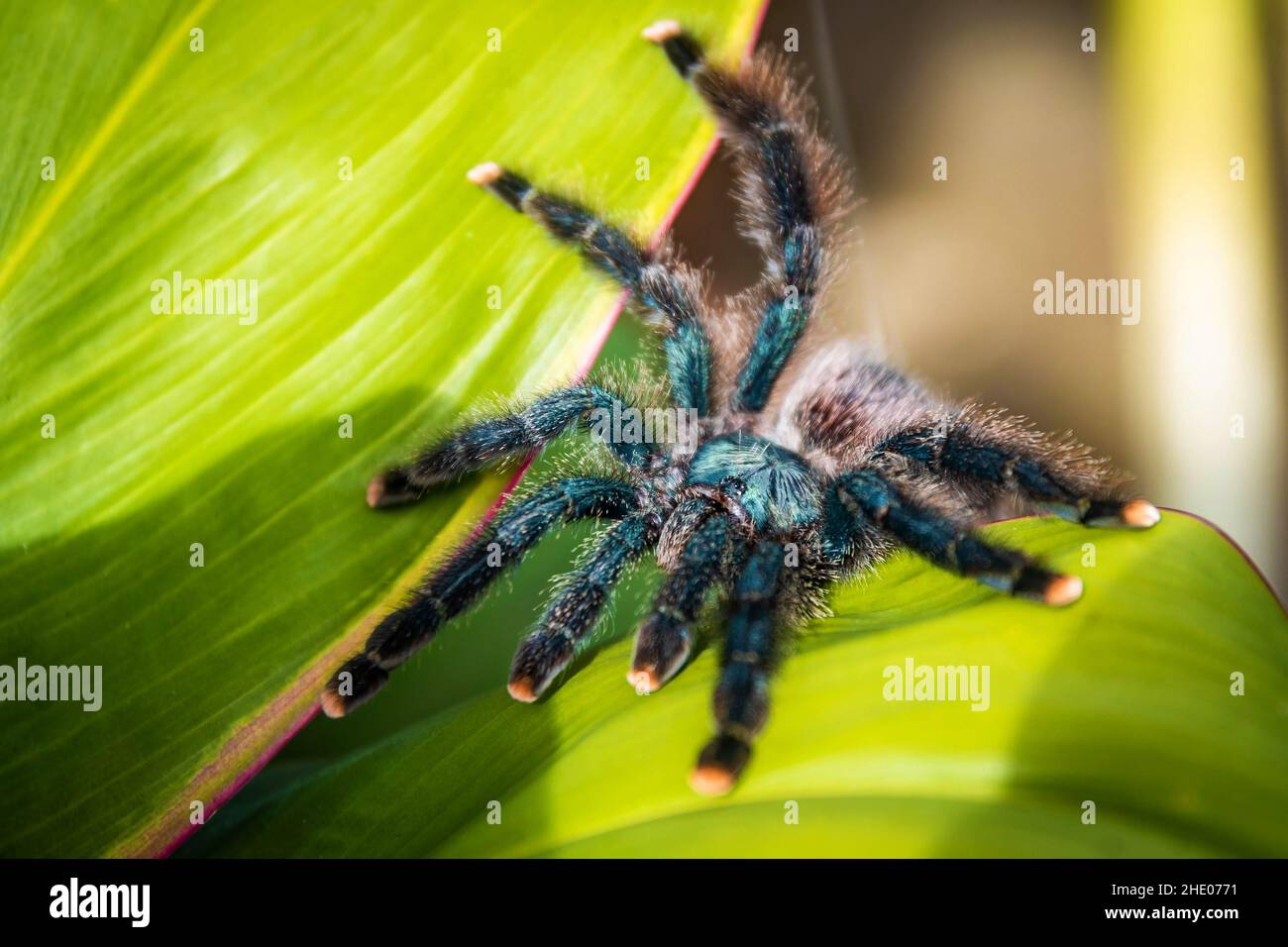Une adorable araignée tarantula à embout rose se rapproche de la feuille dans la jungle Banque D'Images