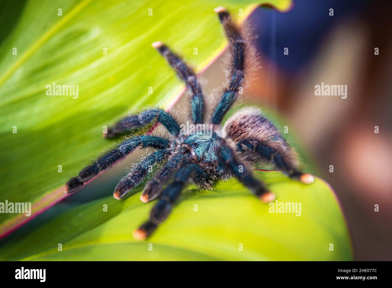 Une adorable araignée tarantula à embout rose se rapproche de la feuille dans la jungle Banque D'Images