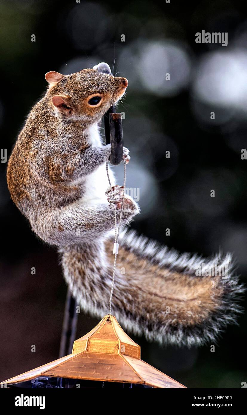 Écureuil haut au-dessus du mangeoire à oiseaux Banque D'Images