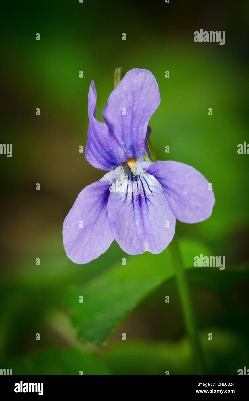 květ fialky, správný název Violka psí (Viola canina) Banque D'Images