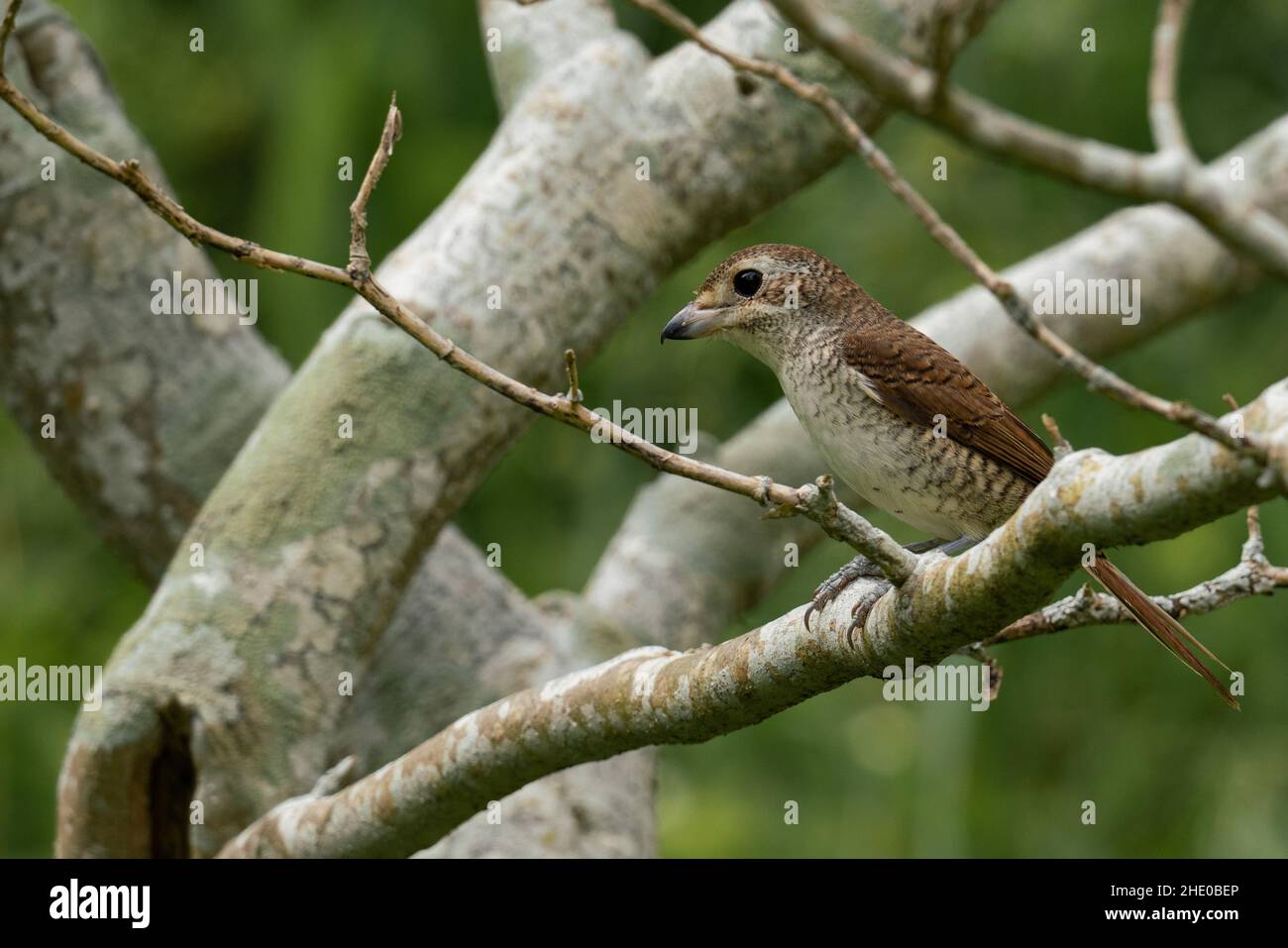 Gros plan d'un oiseau de crevettes brun perché sur une branche Banque D'Images