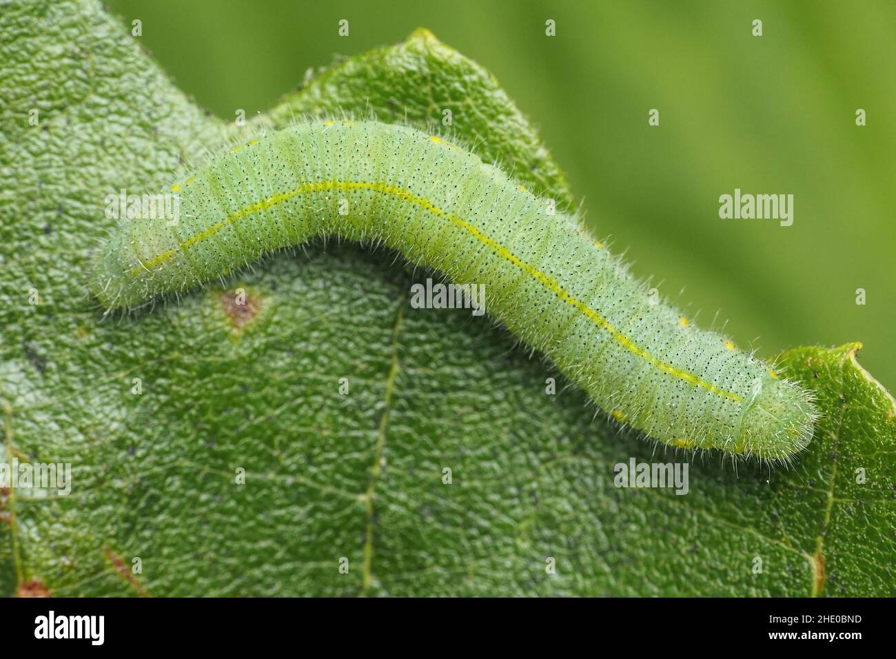 Vue dorsale du petit papillon blanc caterpillar (Pieris rapae).Tipperary, Irlande Banque D'Images