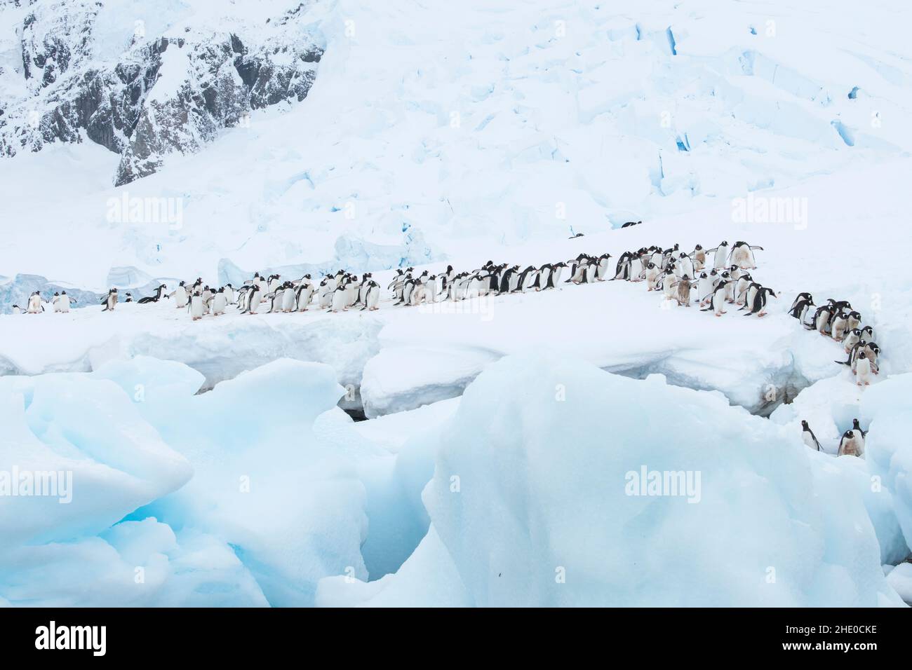 Les pingouins de Gentoo marchent dans une ligne pour entrer dans l'océan à Neko Harbour, Antarctique. Banque D'Images