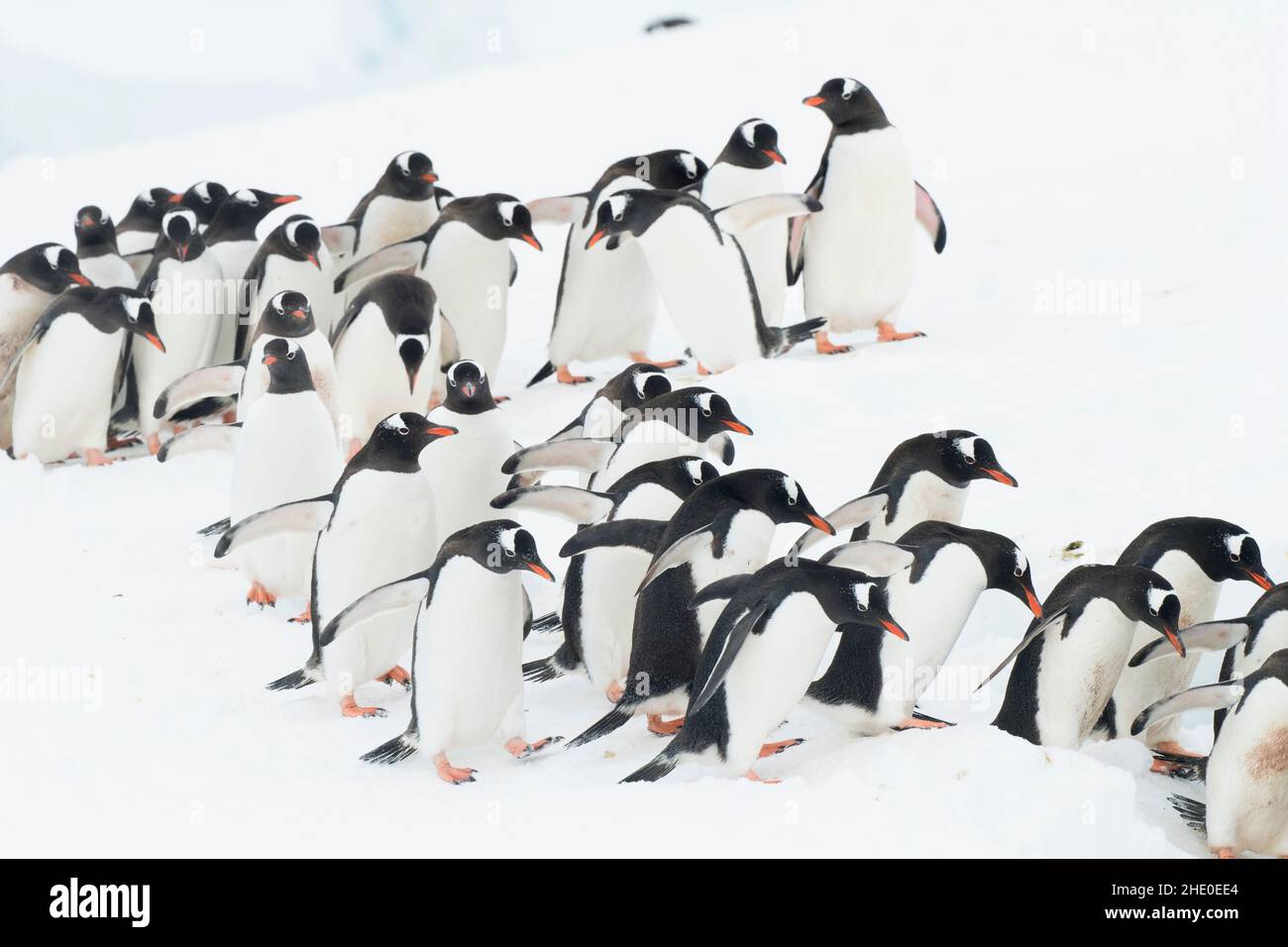 Les pingouins de Gentoo marchent dans une ligne pour entrer dans l'océan à Neko Harbour, Antarctique. Banque D'Images